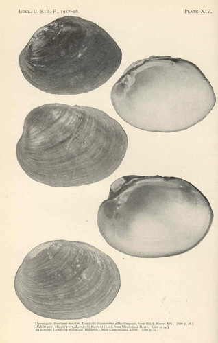 Higgins' Eye Pearly Mussel