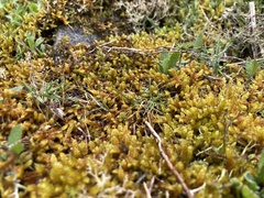 Hypnum cupressiforme lacunosum