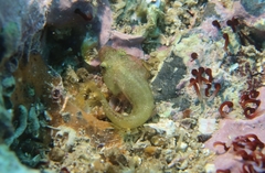 Apletodon dentatus