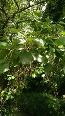 Alnus lusitanica