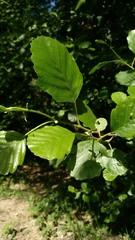 Alnus lusitanica