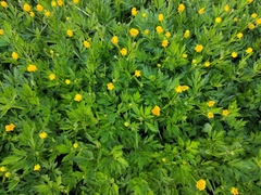 Ranunculus repens