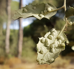 Dryomyia lichtensteinii