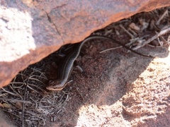 Trachylepis laevigata