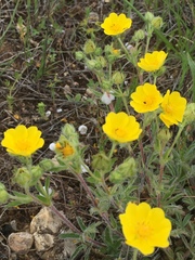Potentilla hirta