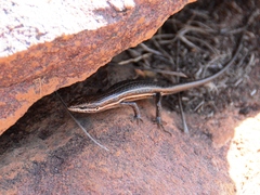Trachylepis laevigata