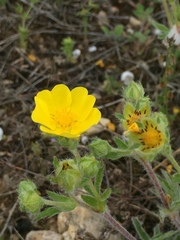 Potentilla hirta