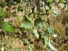 Dryomyia lichtensteinii