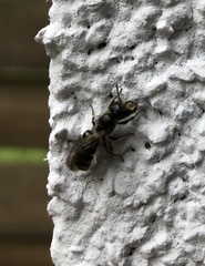 Chelostoma florisomne