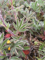 Potentilla hirta