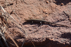 Trachylepis laevigata