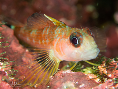 Helcogrammoides cunninghami