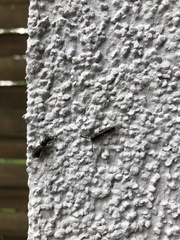 Chelostoma florisomne