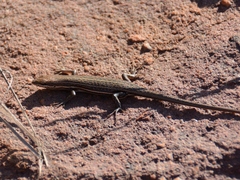 Trachylepis laevigata