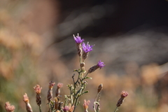 Oocephala staehelinoides