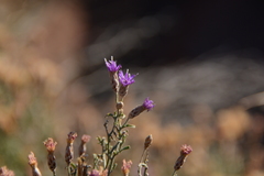 Oocephala staehelinoides