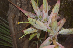 Tillandsia prodigiosa