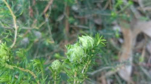Dasineura ericaescopariae