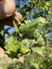 Prociphilus fraxinifolii