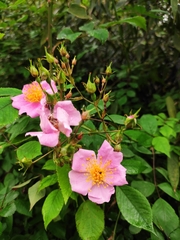 Rosa multiflora cathayensis