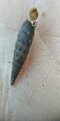 Laciniaria plicata