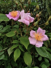 Rosa multiflora cathayensis