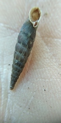 Laciniaria plicata