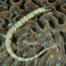 Reeftop Pipefish - Photo (c) Jean-Paul Cassez, some rights reserved (CC BY-NC), uploaded by Jean-Paul Cassez