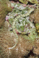 Corythoichthys haematopterus