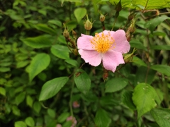 Rosa multiflora cathayensis