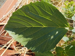 Angiospermae