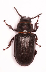 Cantharocnemis fairmairei