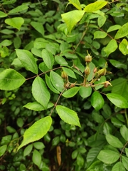Rosa multiflora cathayensis