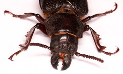 Cantharocnemis fairmairei