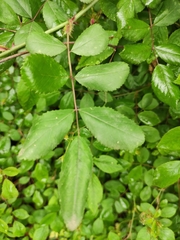 Rosa multiflora cathayensis