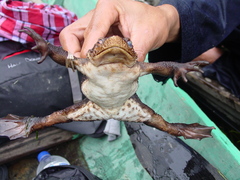 Pseudobufo subasper