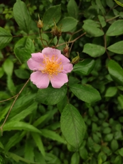 Rosa multiflora cathayensis