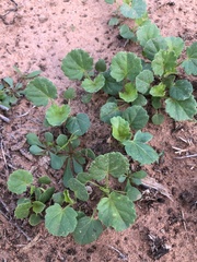 Rhynchosida physocalyx