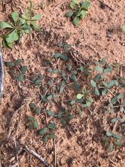 Euphorbia glyptosperma