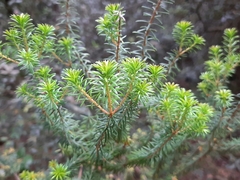 Erica multiflora