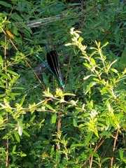 Calopteryx maculata image