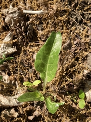 Beta vulgaris cicla