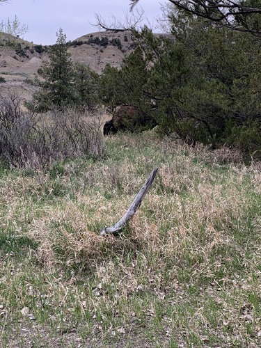 American Bison photographed in North Dakota