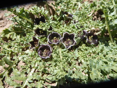 Jaborosa laciniata