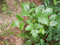 Toxicodendron radicans negundo