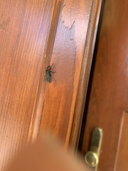 Cantharis rustica