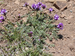 Astragalus cruckshanksii