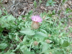 Centaurea pectinata