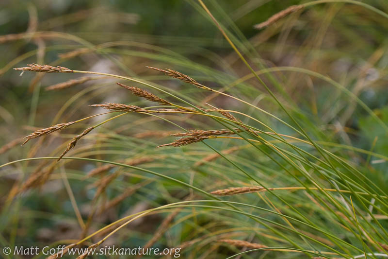 Carex circinata