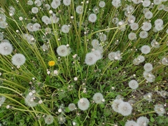 Taraxacum officinale
